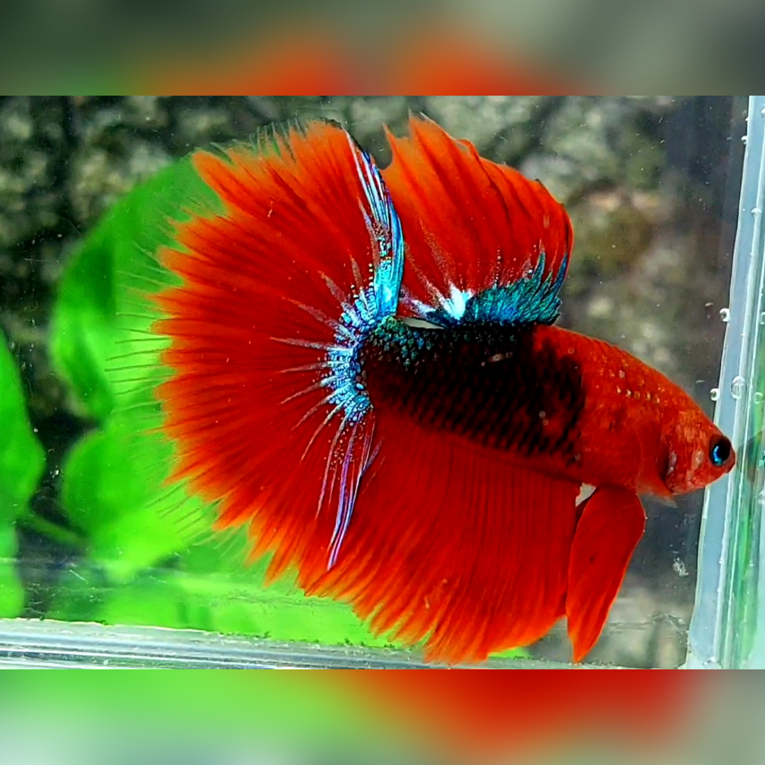 Red Hellboy Halfmoon Male