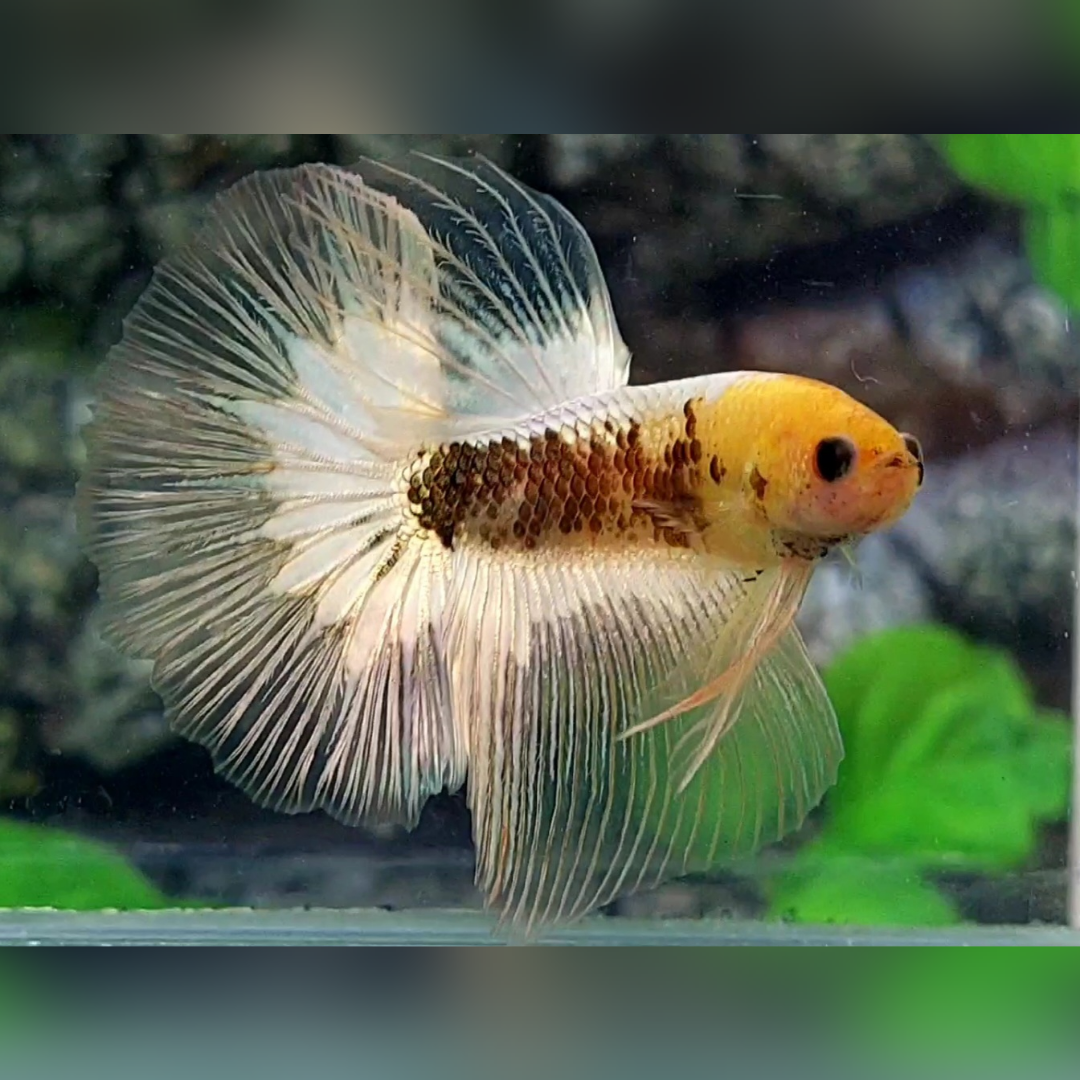 Yellow White Copper Halfmoon Male