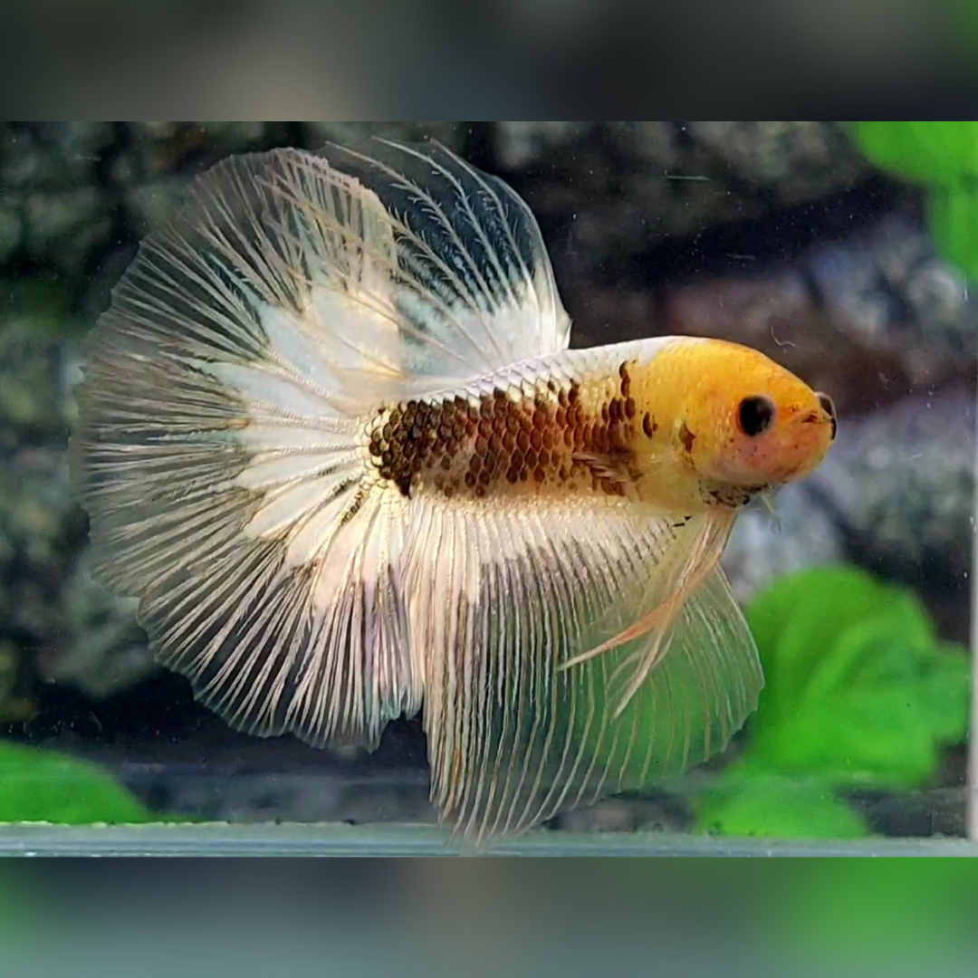 Yellow White Fancy Copper Halfmoon Male #cs