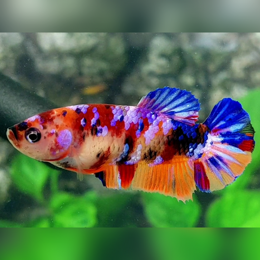 Multicolor Candy Pink Purple Galaxy HMPK Female For Sorority / Breed