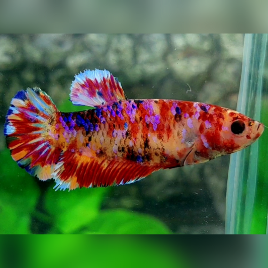 Multicolor Candy Purple Galaxy HMPK Female For Sorority / Breed