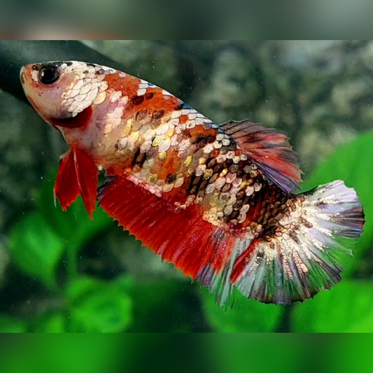 Red Koi Copper Gold Galaxy HMPK Female For Sorority / Breed