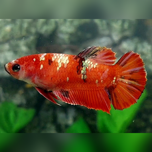 Red Copper Gold Galaxy HMPK Female For Sorority / Breed