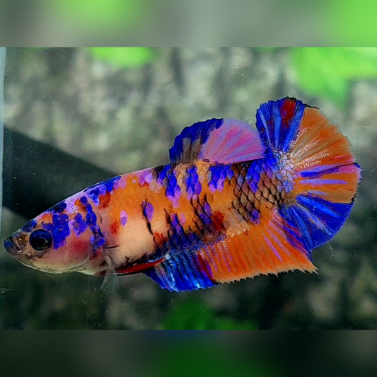 Multicolor Orange Purple Blue Galaxy HMPK Female For Sorority / Breed