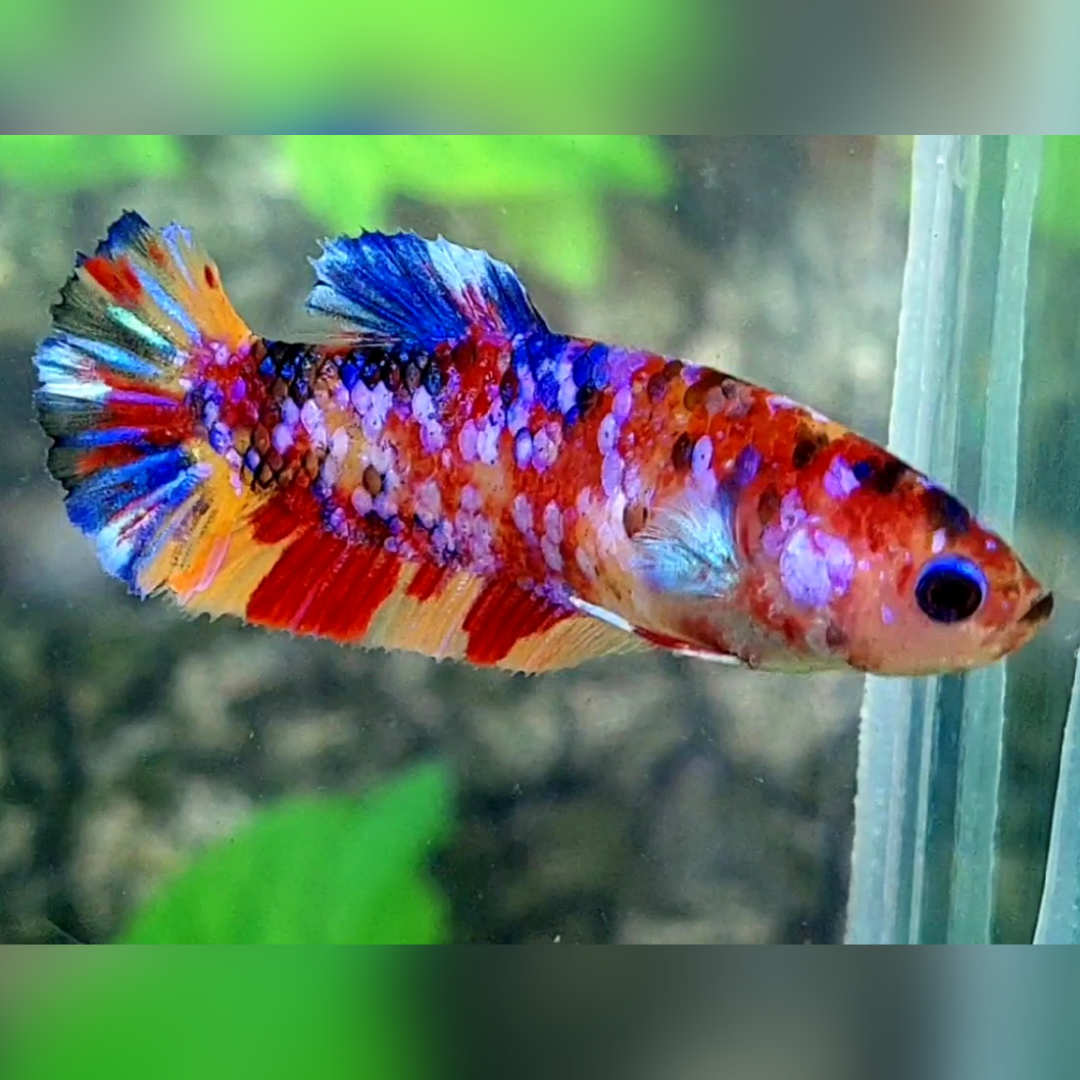 Multicolor Purple Pink Galaxy HMPK Female For Sorority / Breed