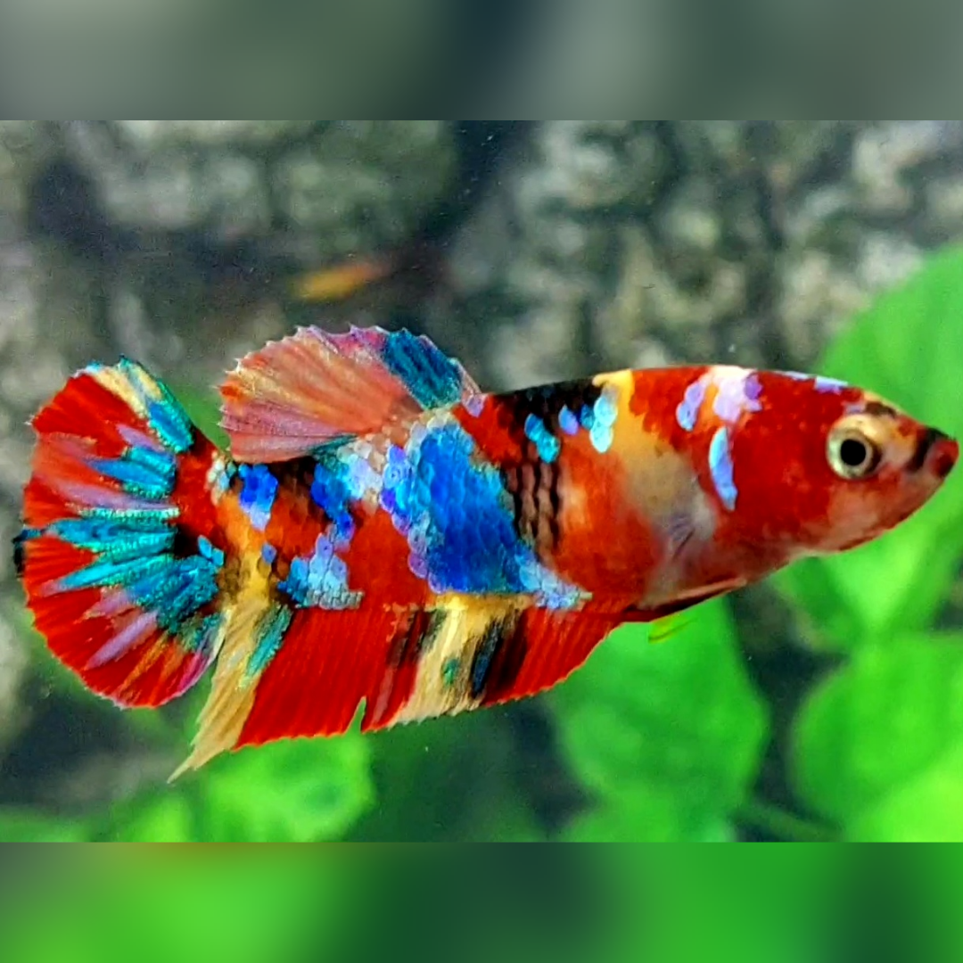 Multicolor Galaxy HMPK Female For Sorority / Breed