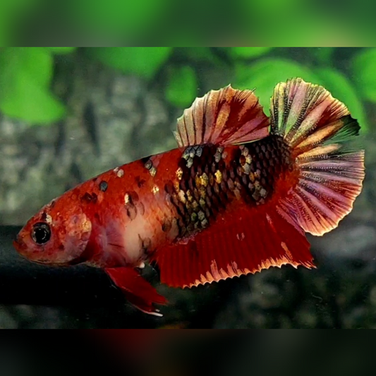 Red Koi Copper Gold Galaxy HMPK Female For Sorority / Breed