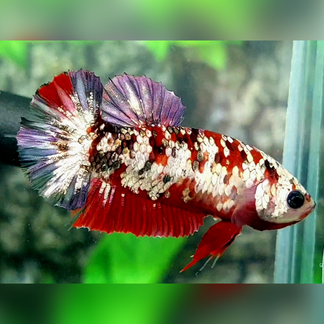 Red Purple Copper Galaxy HMPK Female For Sorority / Breed