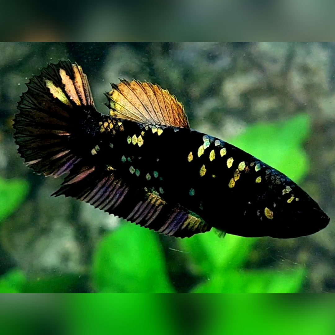 Blackstar Copper Gold HMPK Female For Sorority / Breed