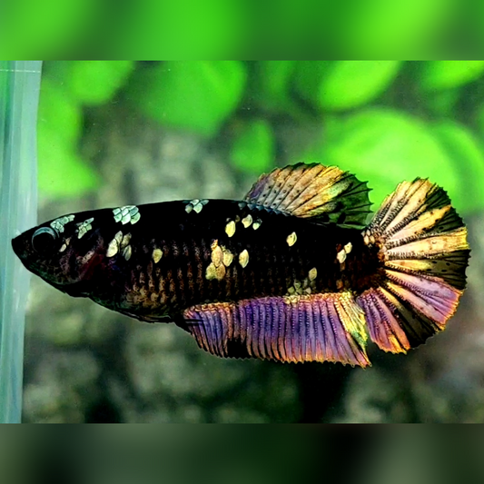 Blackstar Copper Purple Gold HMPK Female For Sorority / Breed