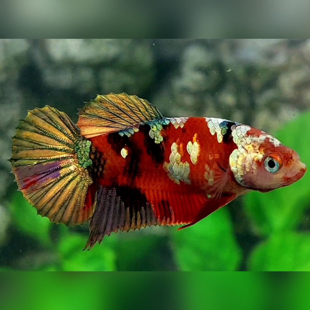 Red Tiger Copper Gold Galaxy HMPK Female For Sorority / Breed