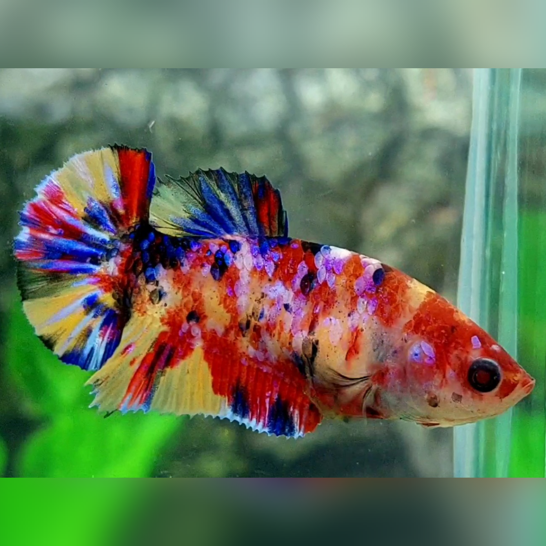 Multicolor Candy Pink Purple Galaxy HMPK Female For Sorority / Breed