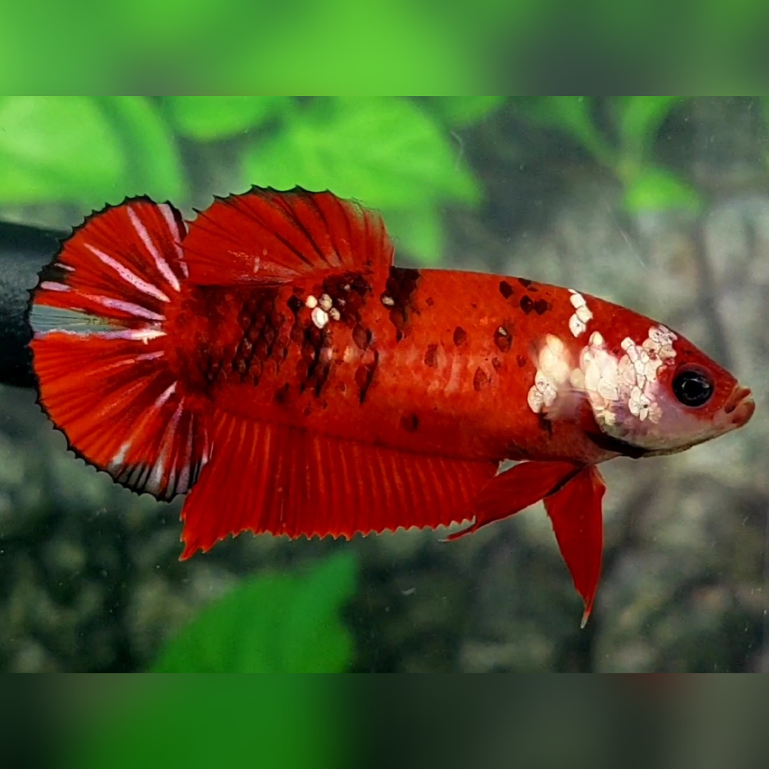 Red Koi Tiger Copper Galaxy HMPK Female For Sorority / Breed