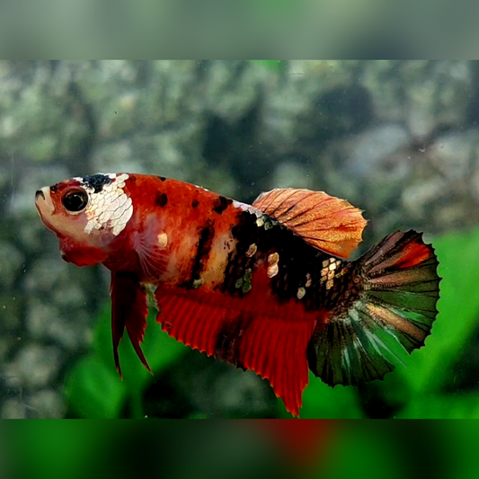 Red Koi Tiger Copper Gold Galaxy HMPK Female For Sorority / Breed