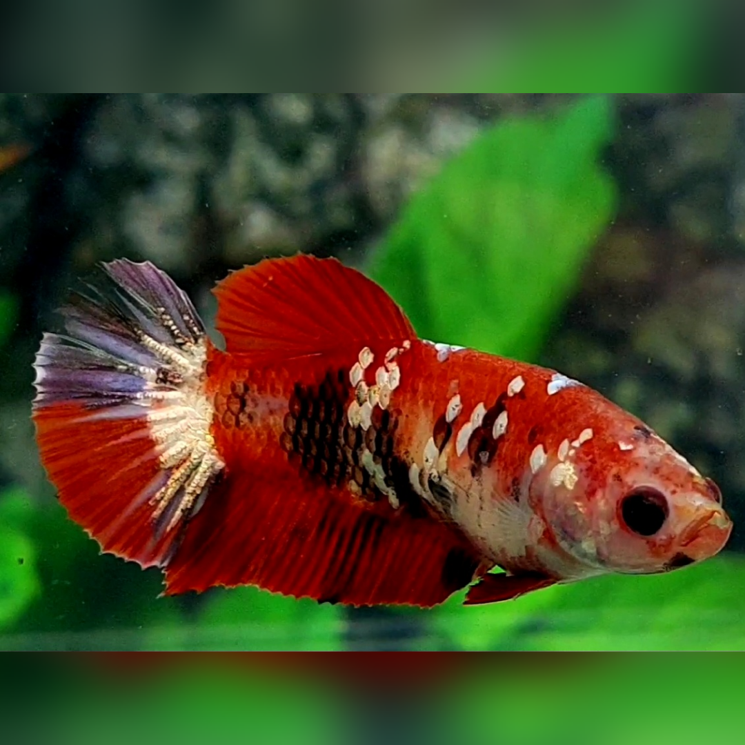 Red Koi Copper Tiger Galaxy HMPK Female For Sorority / Breed