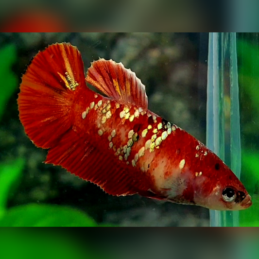 Red Gold Galaxy HMPK Female For Sorority / Breed