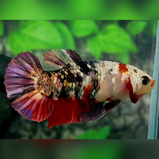 Black Koi Copper Purple Galaxy HMPK Female For Sorority / Breed