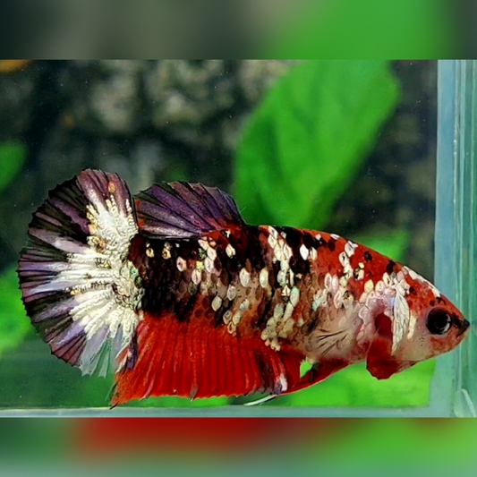 Red Koi Copper Purple Galaxy HMPK Female For Sorority / Breed