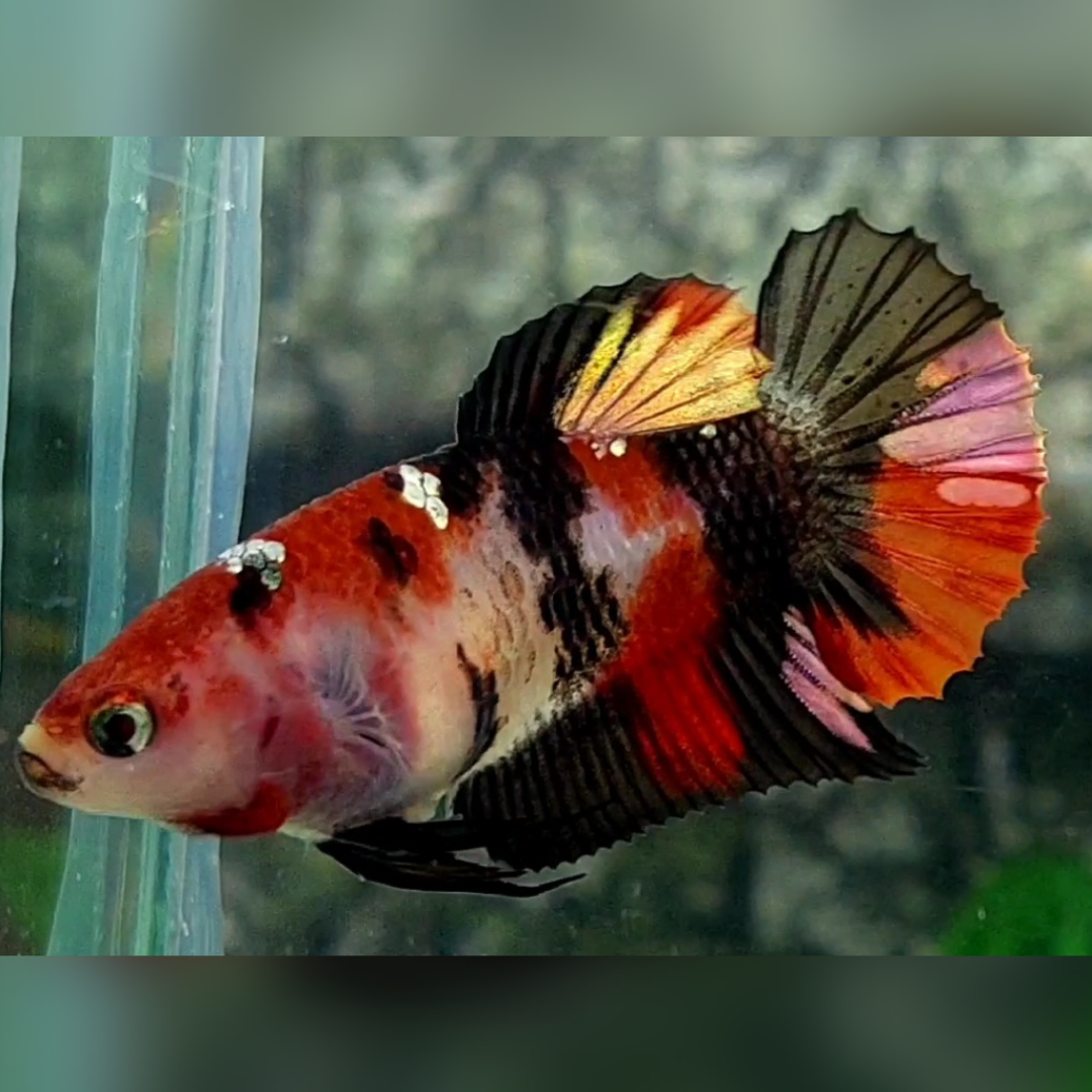 Red Koi Tiger Gold HMPK Female For Sorority / Breed