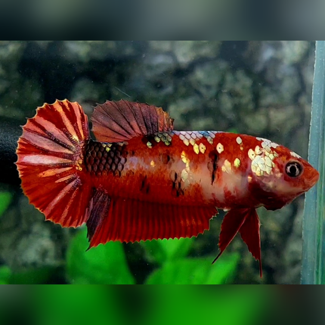 Red Koi Copper Gold Galaxy HMPK Female For Sorority / Breed