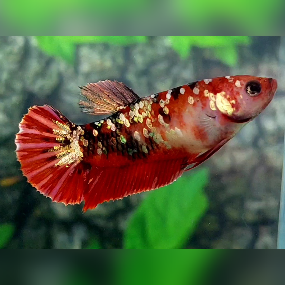 Red Koi Copper Gold Galaxy HMPK Female For Sorority / Breed