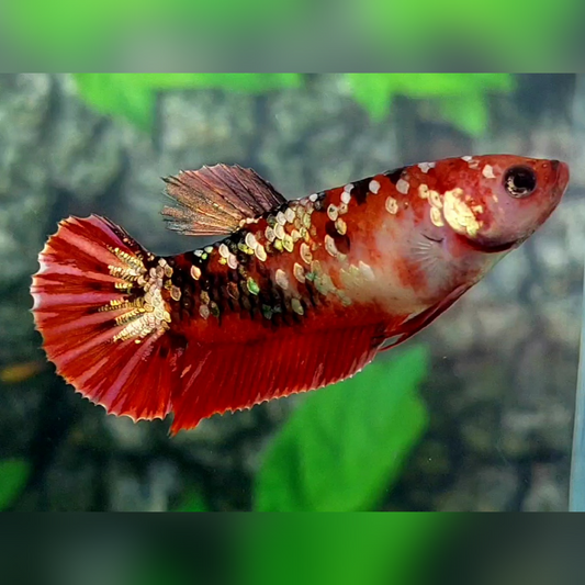 Red Koi Copper Gold Galaxy HMPK Female For Sorority / Breed