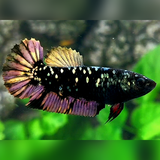 Blackstar Copper Purple Gold HMPK Female For Sorority / Breed