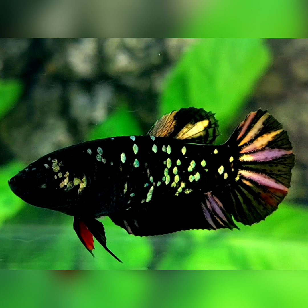 Blackstar Copper Gold HMPK Female For Sorority / Breed