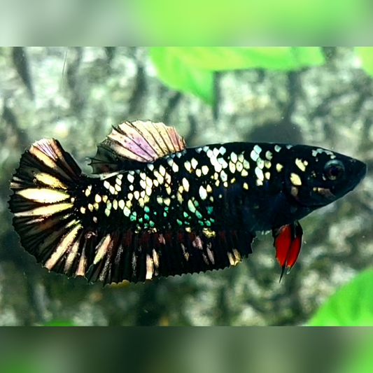 Blackstar Copper Gold HMPK Female For Sorority / Breed