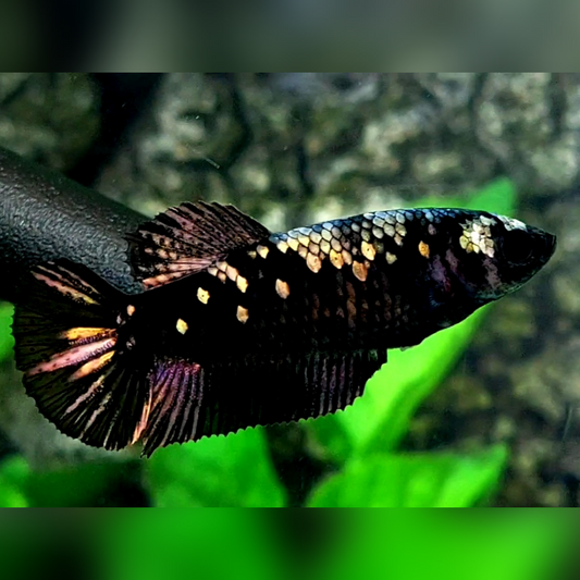 Blackstar Copper Gold HMPK Female For Sorority / Breed