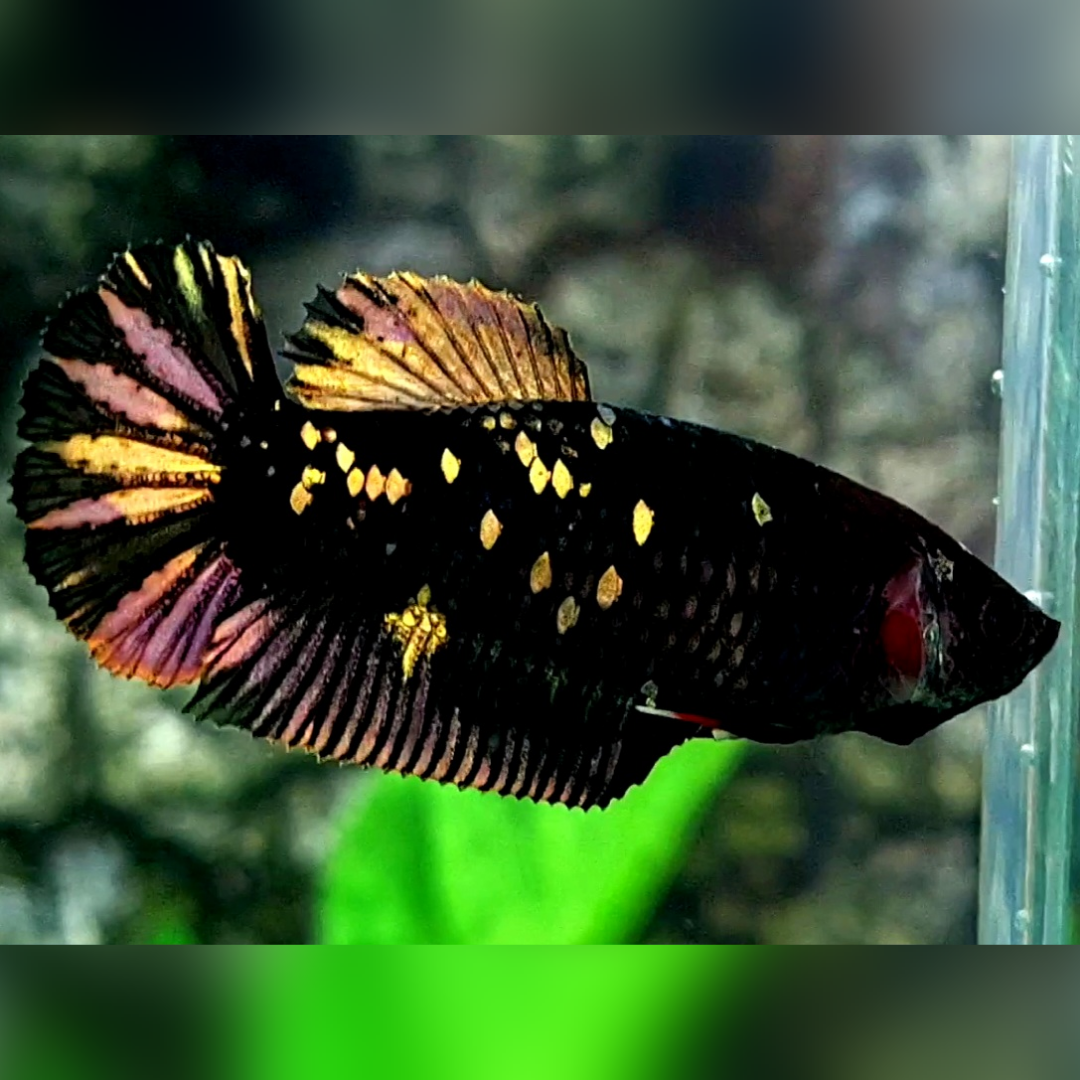 Blackstar Gold HMPK Female For Sorority / Breed