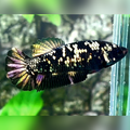 Blackstar Copper Gold HMPK Female For Sorority / Breed