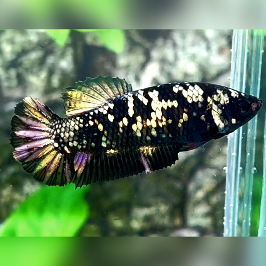 Blackstar Copper Gold HMPK Female For Sorority / Breed