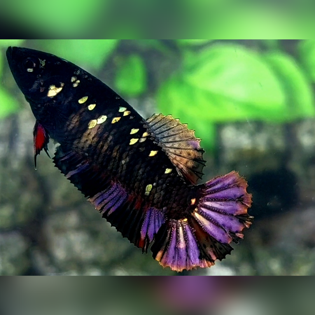 Blackstar Copper Purple Gold HMPK Female For Sorority / Breed