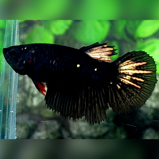 Blackstar Gold Halfmoon Female For Sorority / Breed