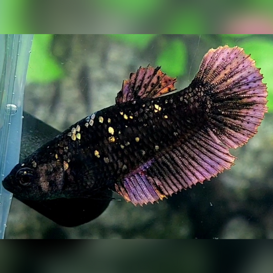 Blackstar Nebula Copper Purple Gold HMPK Female For Sorority / Breed