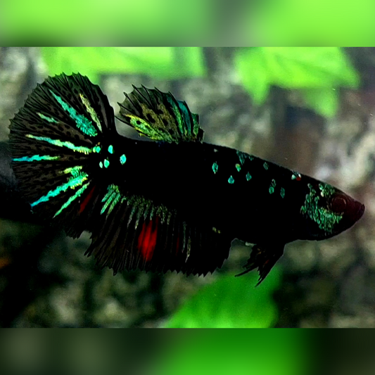 Blackstar Green Halfmoon Female For Sorority / Breed