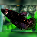Blackstar Copper Purple Gold Halfmoon Female For Sorority / Breed