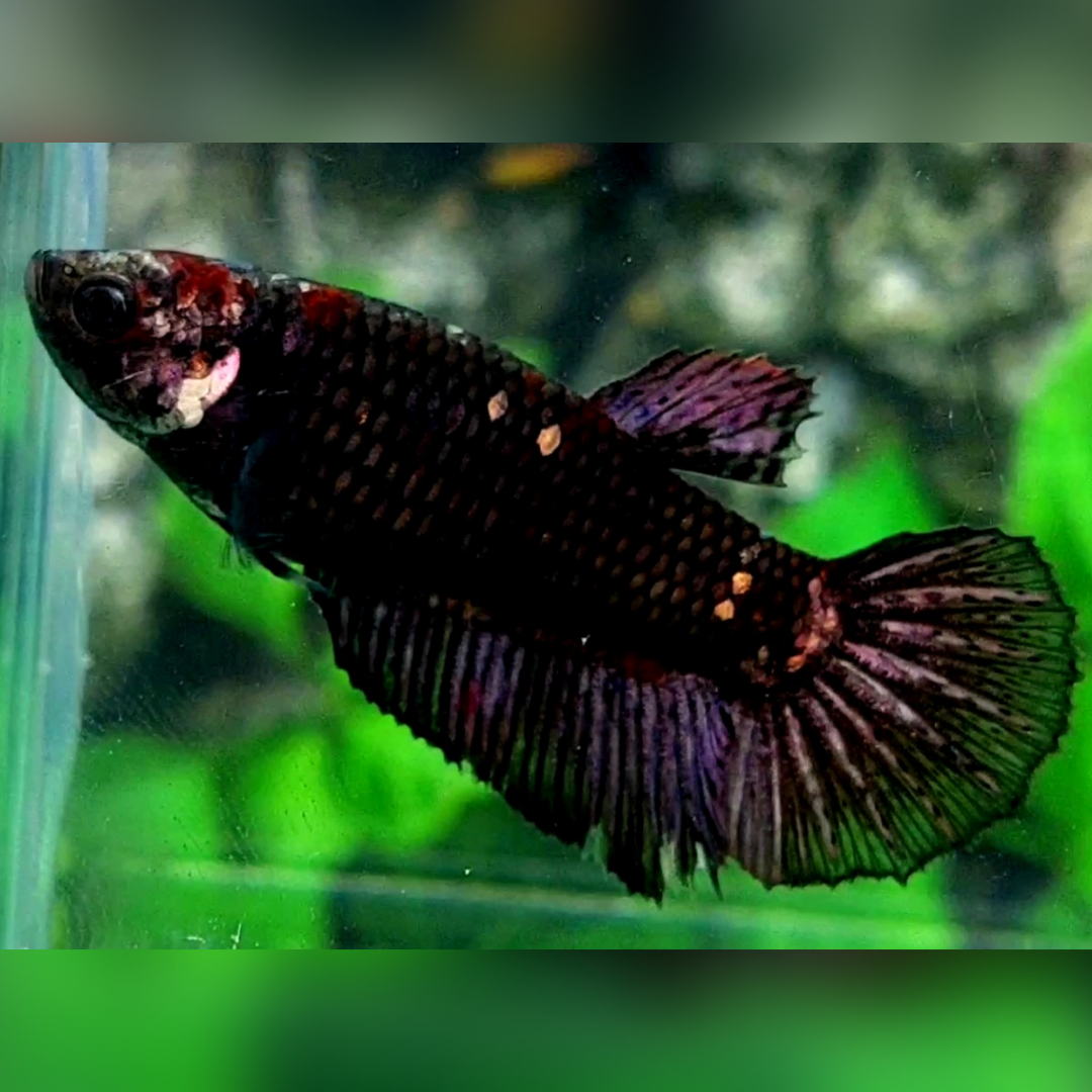 Blackstar Copper Purple Gold Halfmoon Female For Sorority / Breed