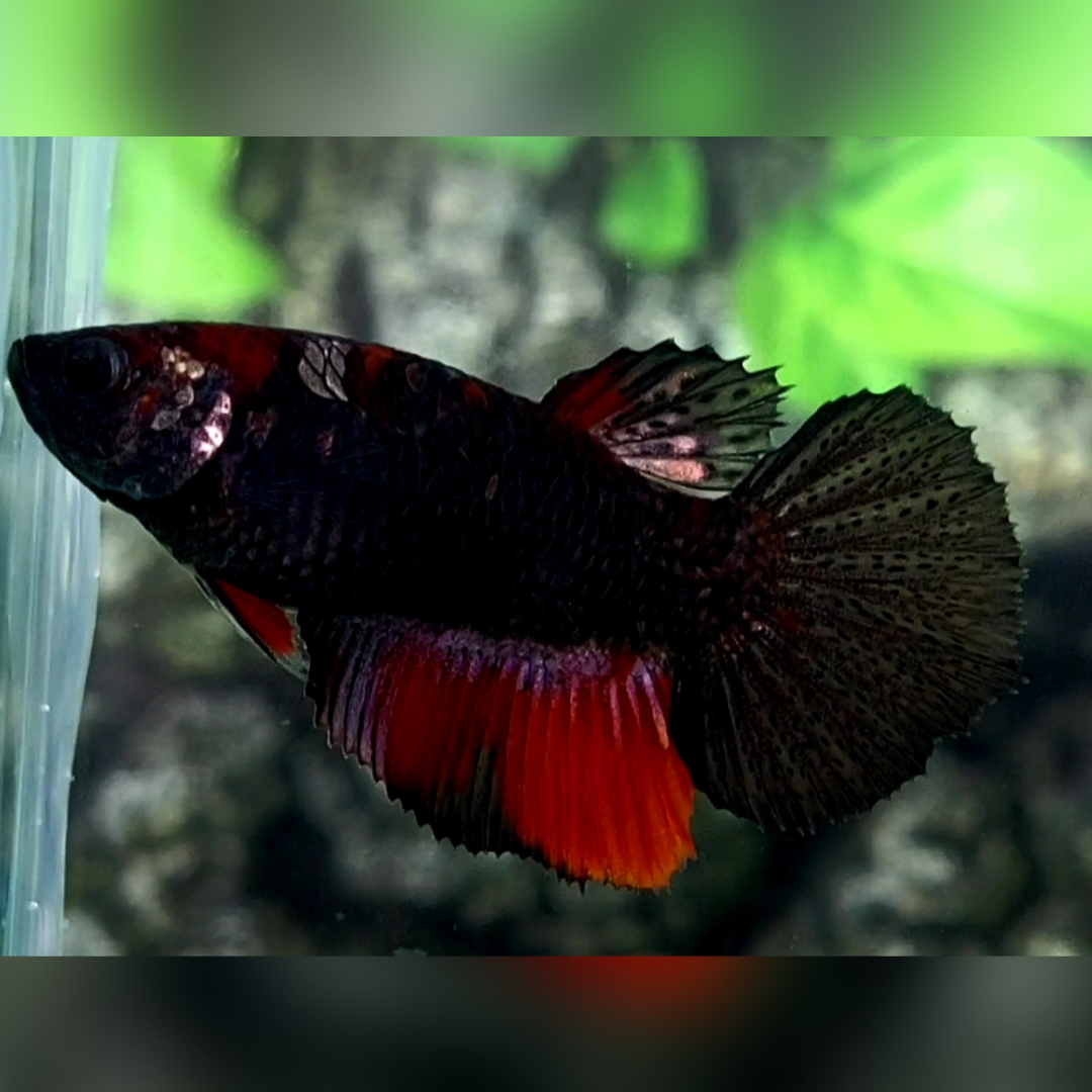 Black Devil Halfmoon Female For Sorority / Breed