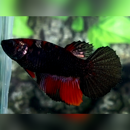 Black Devil Halfmoon Female For Sorority / Breed