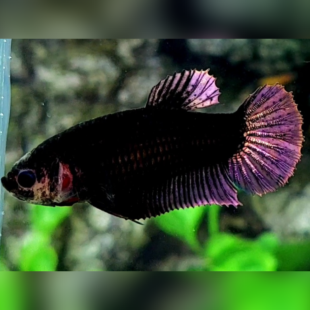 Blacklight Copper Purple HMPK Female For Sorority / Breed