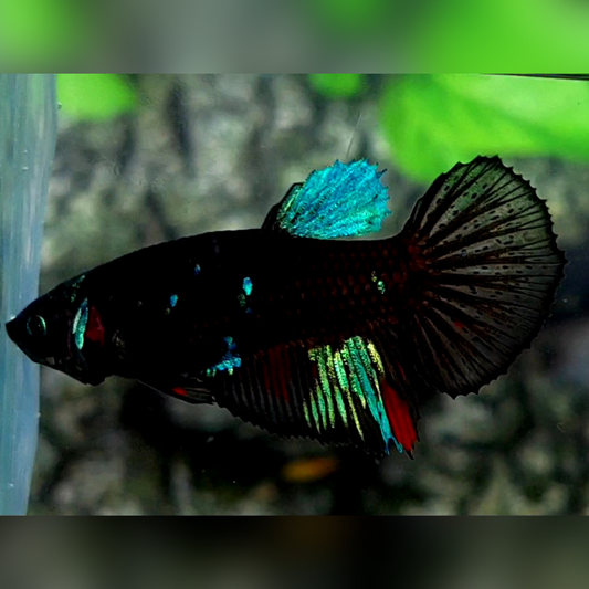 Blackstar Galaxy Halfmoon Female For Sorority / Breed