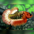 Orange Head Fancy Copper Green HMPK Male