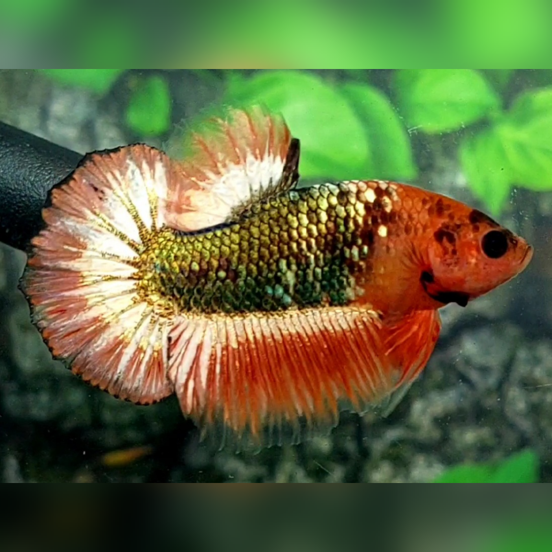 Orange Head Fancy Copper Green HMPK Male