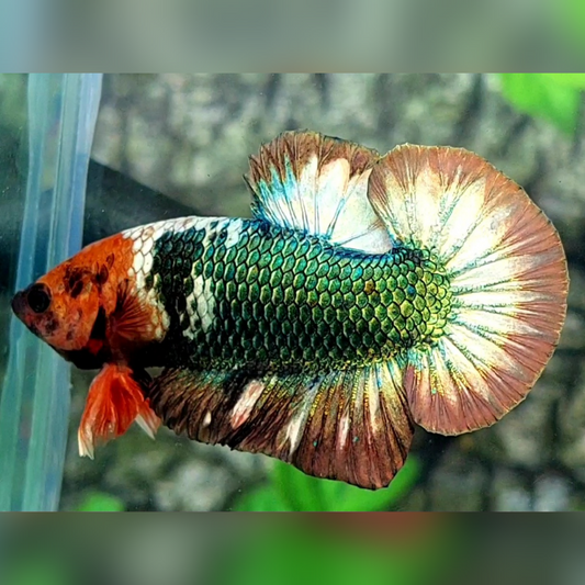 Orange Head Fancy Copper Green HMPK Male