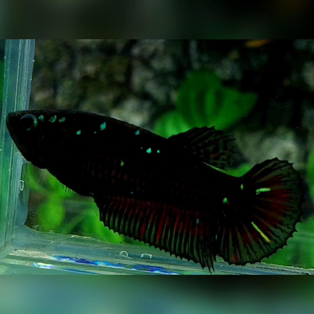 Blackstar Green HMPK Female For Sorority / Breed