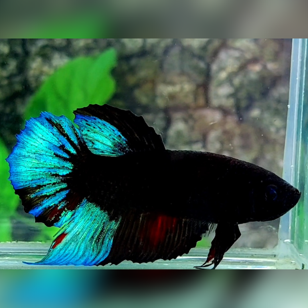 Blacklight Turquoise HMPK Male