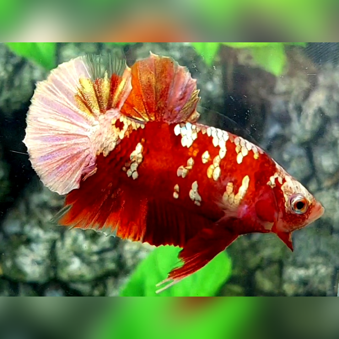 Red Gold Galaxy HMPK Male