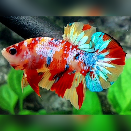 Multicolor Candy Galaxy HMPK Male